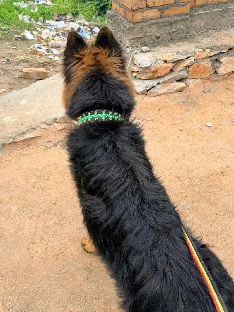 Name: Trump german shepherd — photo 4