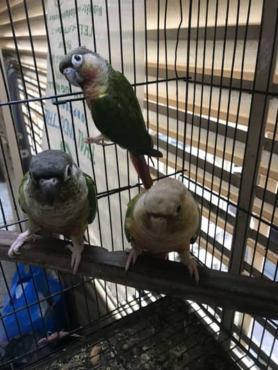 Pineapple conure