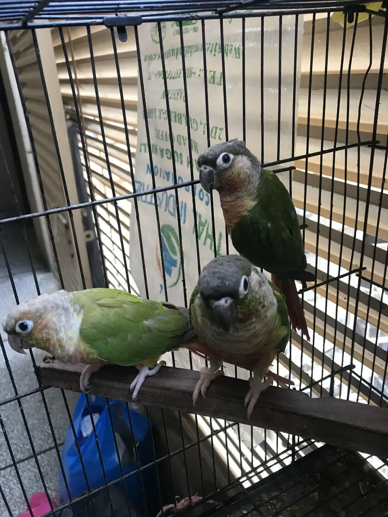 Pineapple conure — photo 2
