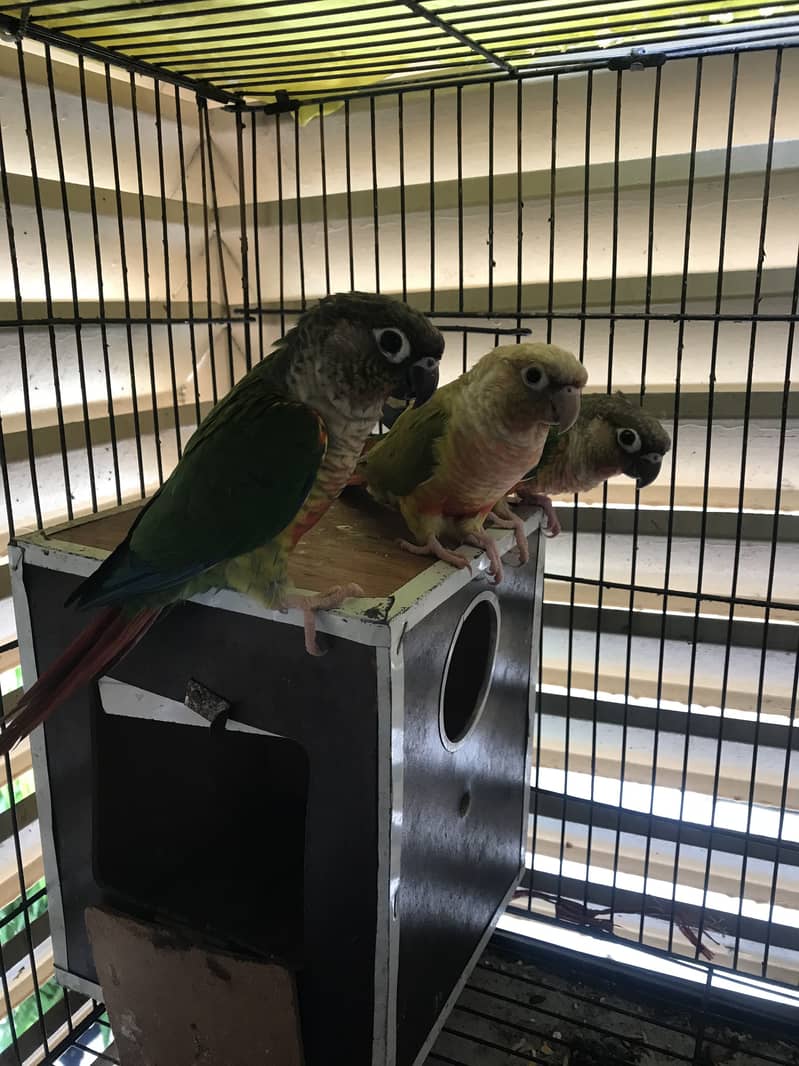 Pineapple conure 2