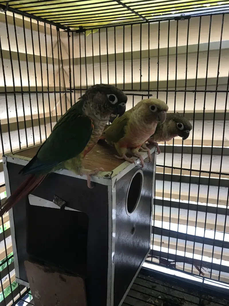 Pineapple conure — photo 3