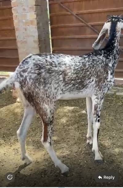 Goat 1 year hai takrebun