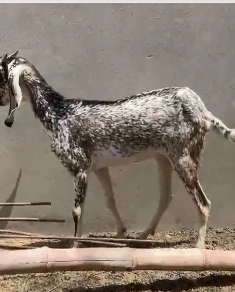 Goat 1 year hai takrebun — photo 2