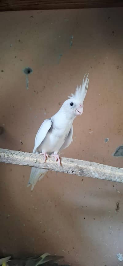 for sale