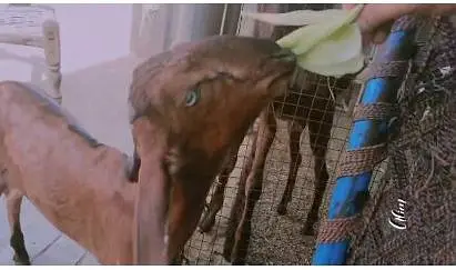 premium quality black betal and nagra beetal Goat available for sale