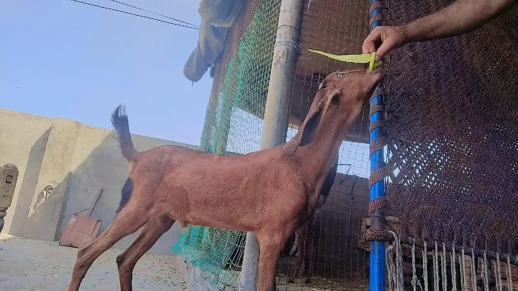 premium quality black betal and nagra beetal Goat available for sale — photo 2