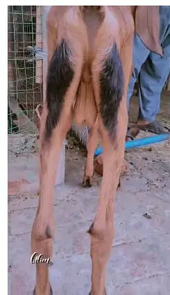 premium quality black betal and nagra beetal Goat available for sale — photo 3