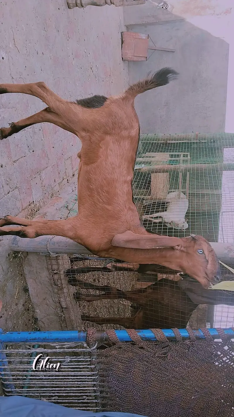 premium quality black betal and nagra beetal Goat available for sale — photo 4