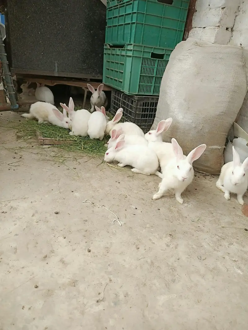 white red eyes rabbits pair