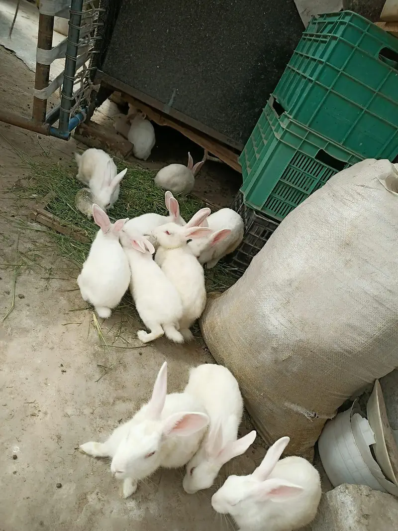 white red eyes rabbits pair — photo 2