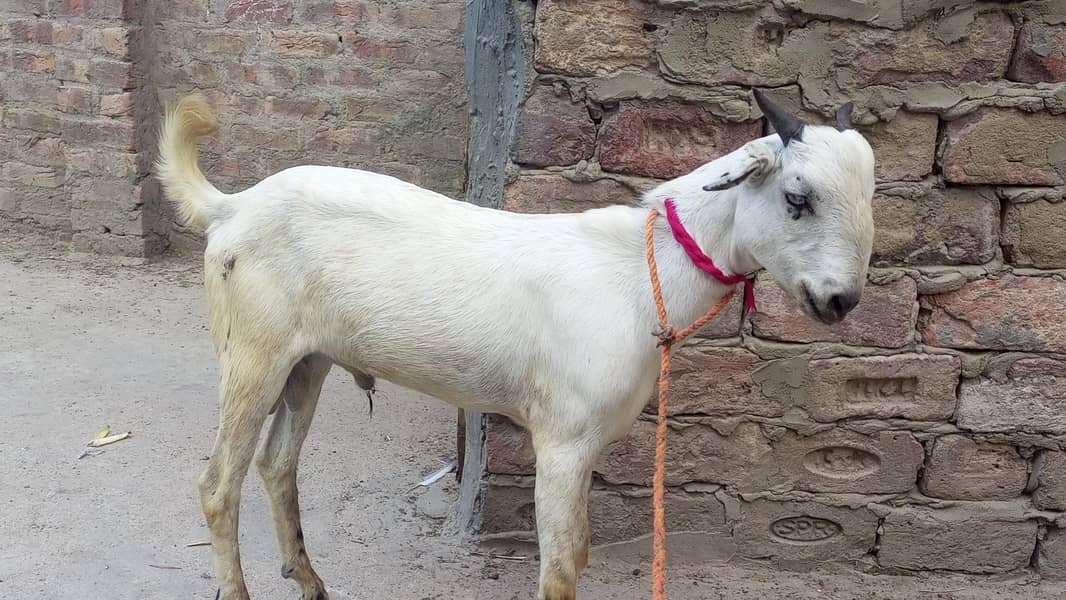 bakra 0