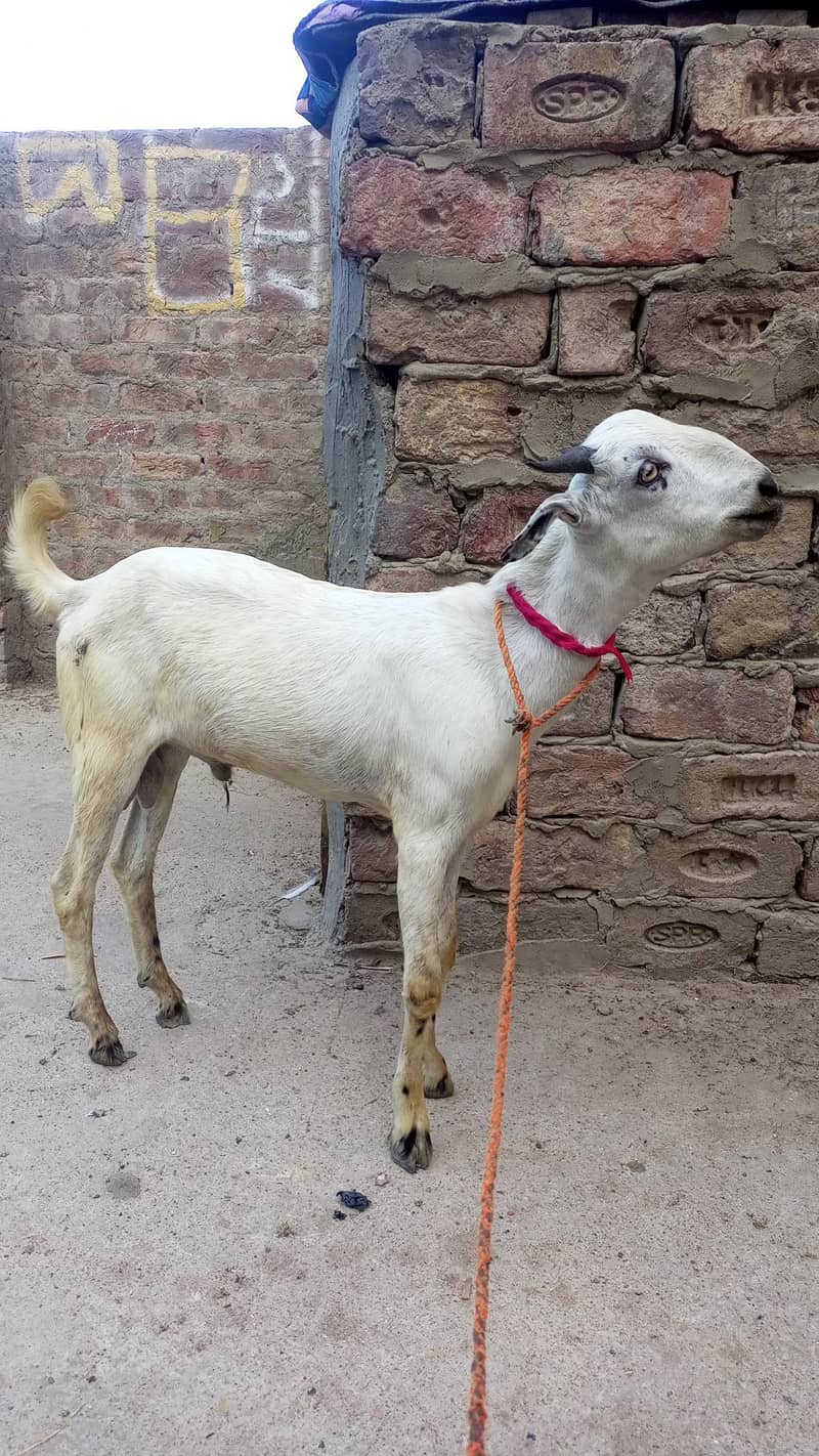 bakra 1