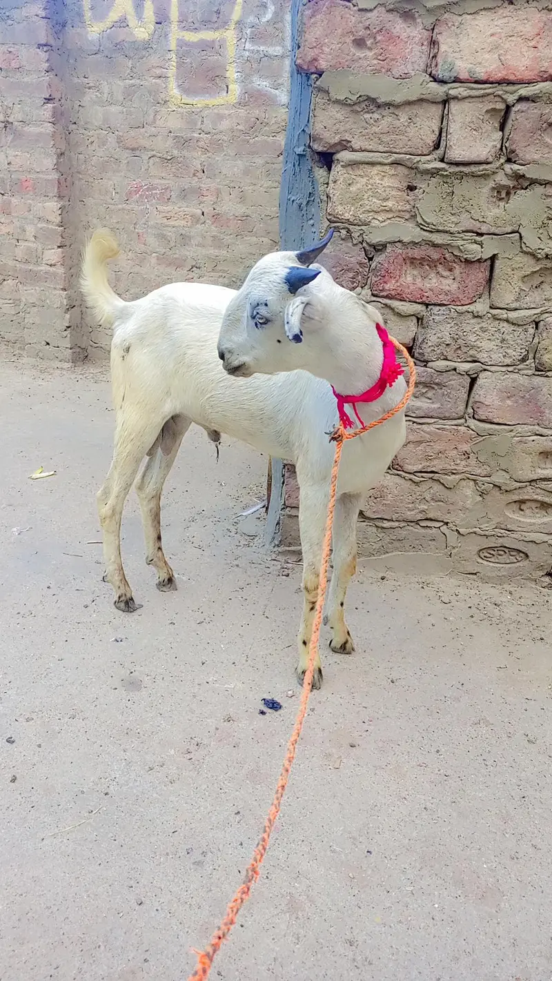 bakra — photo 3