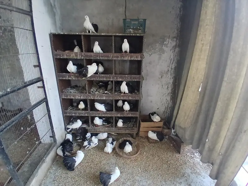 black fan tail kabootar