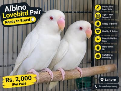 Pure Albino Lovebird 20 Pair's | Ready to Breed | Rs. 2,000