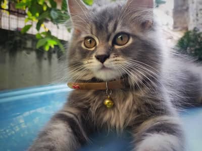 Persian kitten | Siamese | Blue Eyes | white| Cat | Persian | cat