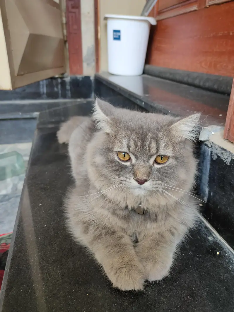 Grey Siberian cat for sale
