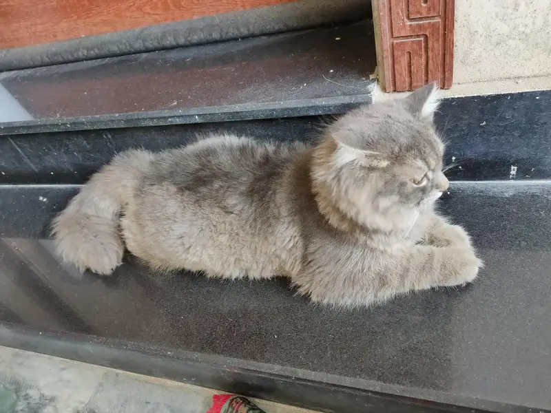 Grey Siberian cat for sale — photo 2
