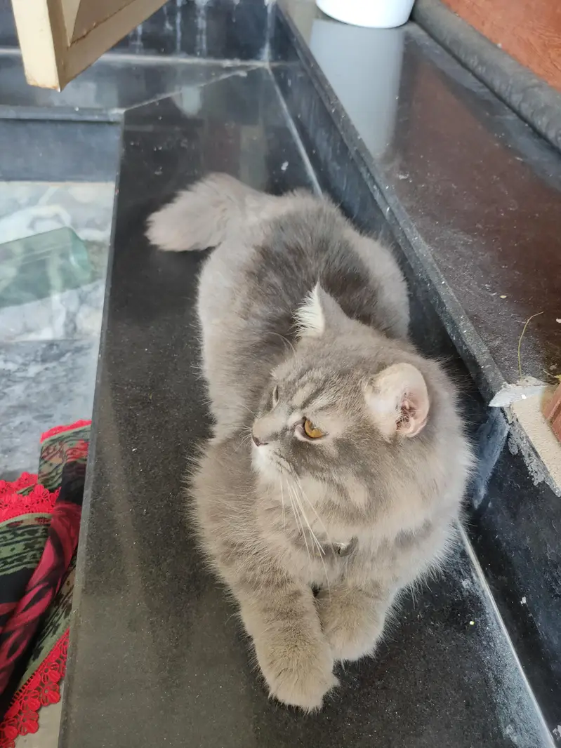 Grey Siberian cat for sale — photo 3