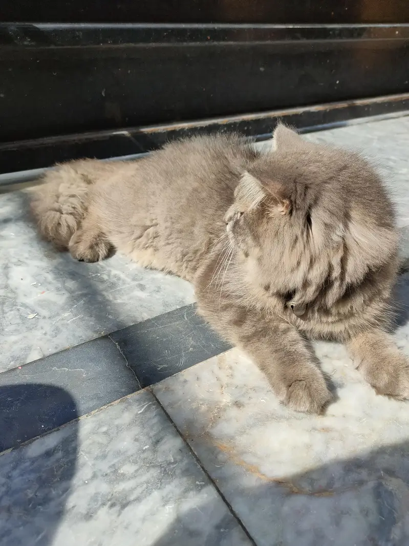 Grey Siberian cat for sale — photo 4