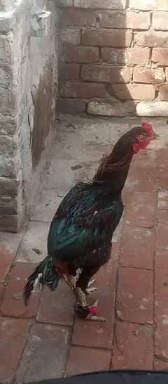 lakha aseel mugar