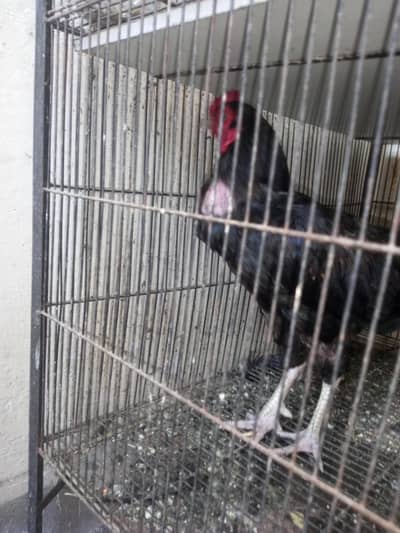 Black Aseel lasanii