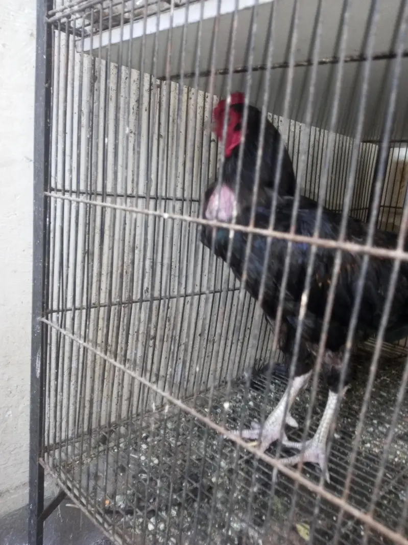 Black Aseel lasanii — photo 2
