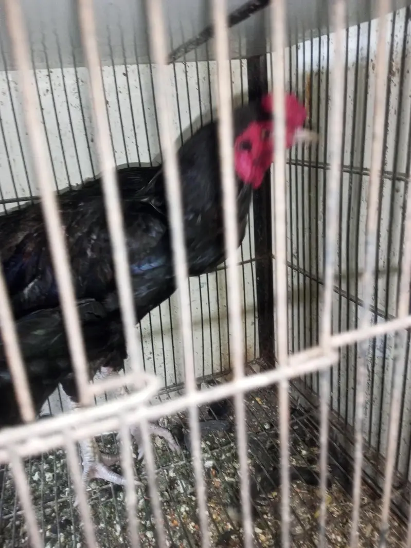 Black Aseel lasanii — photo 3
