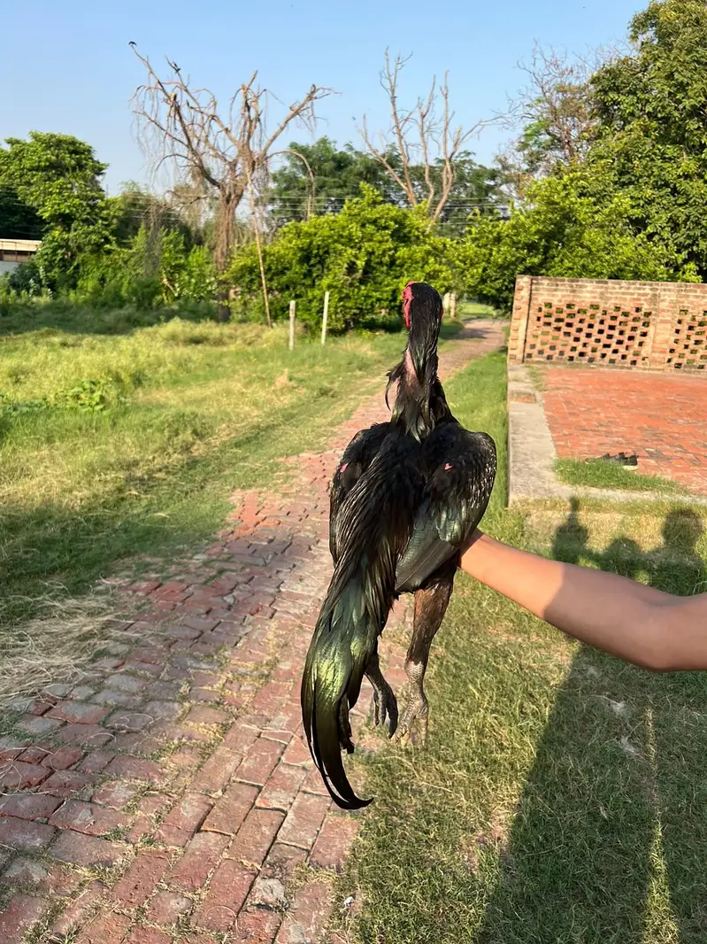 Thai aseel murgha