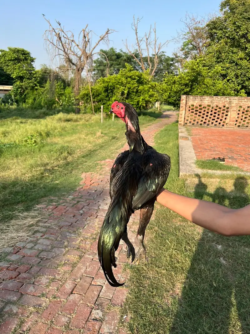Thai aseel murgha — photo 4