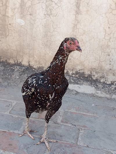 High Quality Cheena Madi for sale