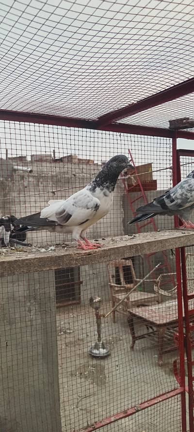 best pigeons in town for sale