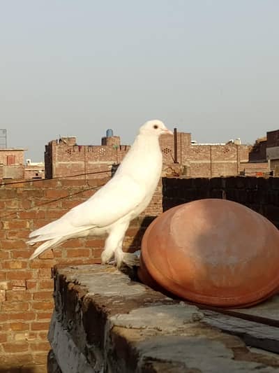 black tail male - white pome and black pome female for sale