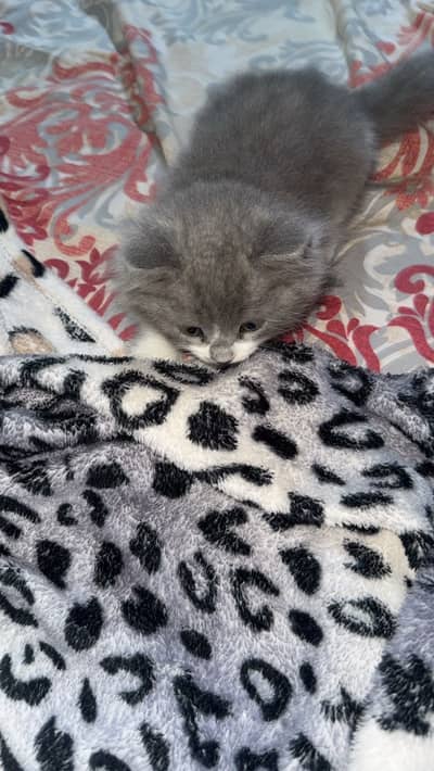 Female kitten