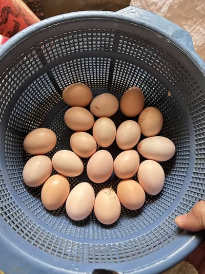 Desi Eggs| Fertile Eggs | Table Eggs | Golden misri | Chicks| RIR |