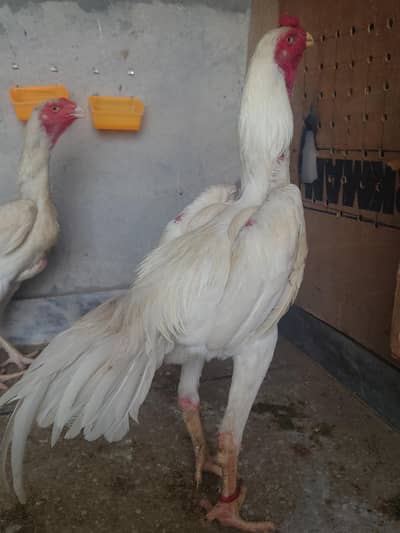 White Shamo / Long Highted / Incubator or Eggs
