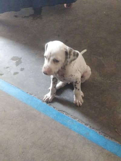 dogs for sale