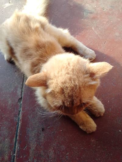 A butifull yellow color cat with orange color eyes