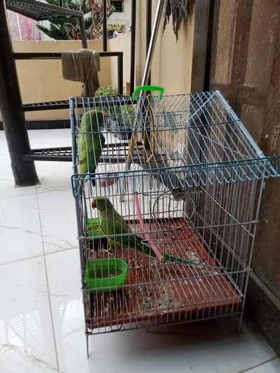 Ringneck parrots