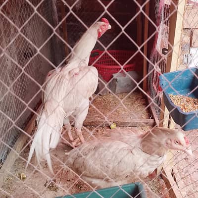 Paper white Breeder