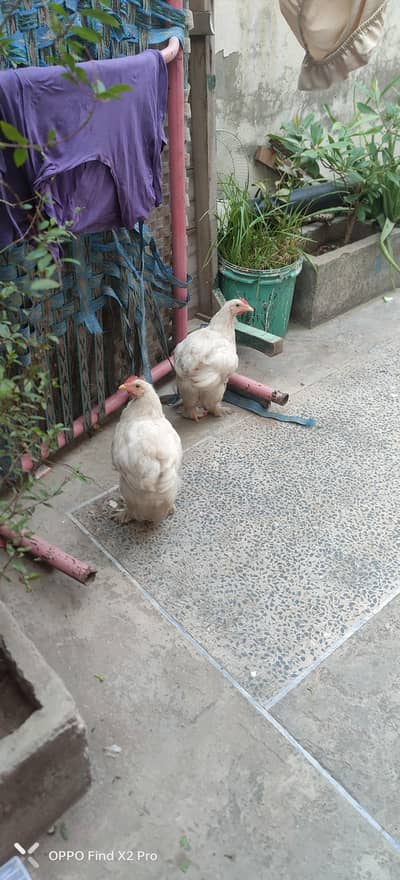 white buff chick