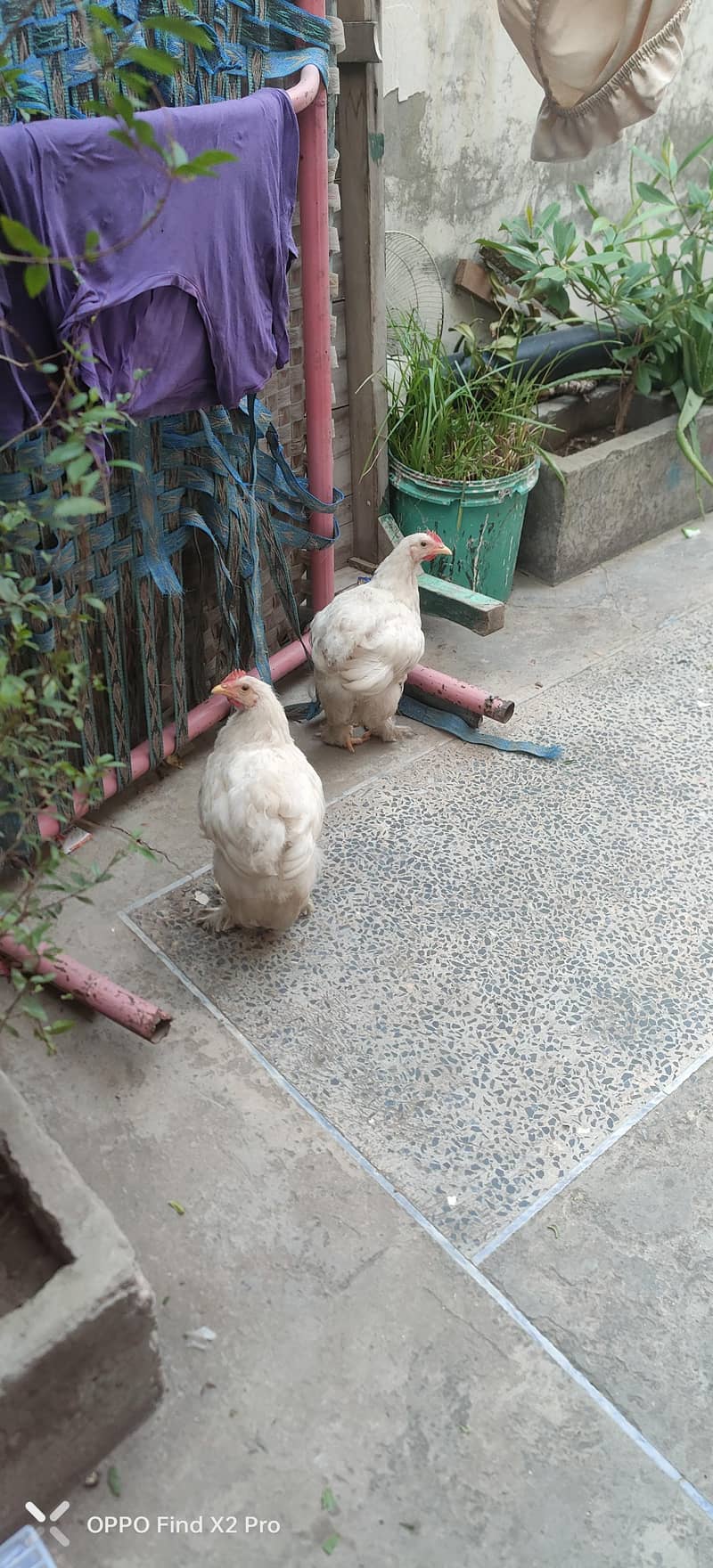 white buff chick 0