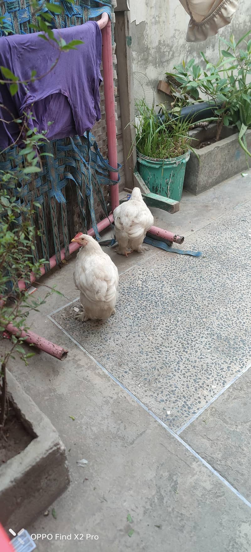 white buff chick 1