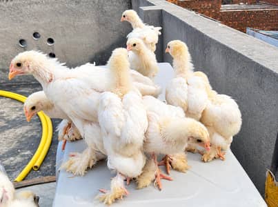 white heavy buff chicks