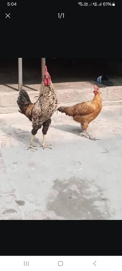 hen hen