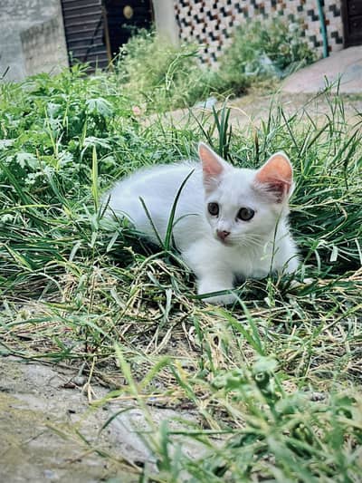 Persian Double Coated Cats