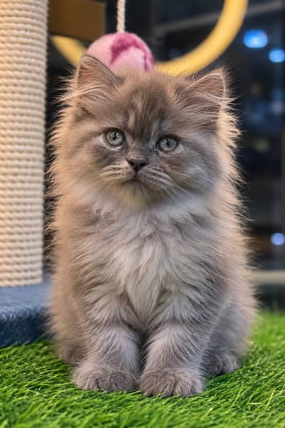Beautiful Half-Punch Persian Kitten  | Fluffy Grey | Cute & Playful