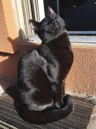 Black Cat