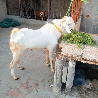 2 dant Bakra