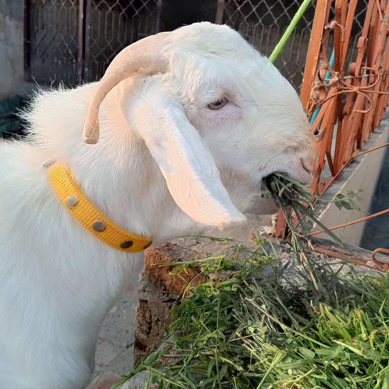 2 dant Bakra 1